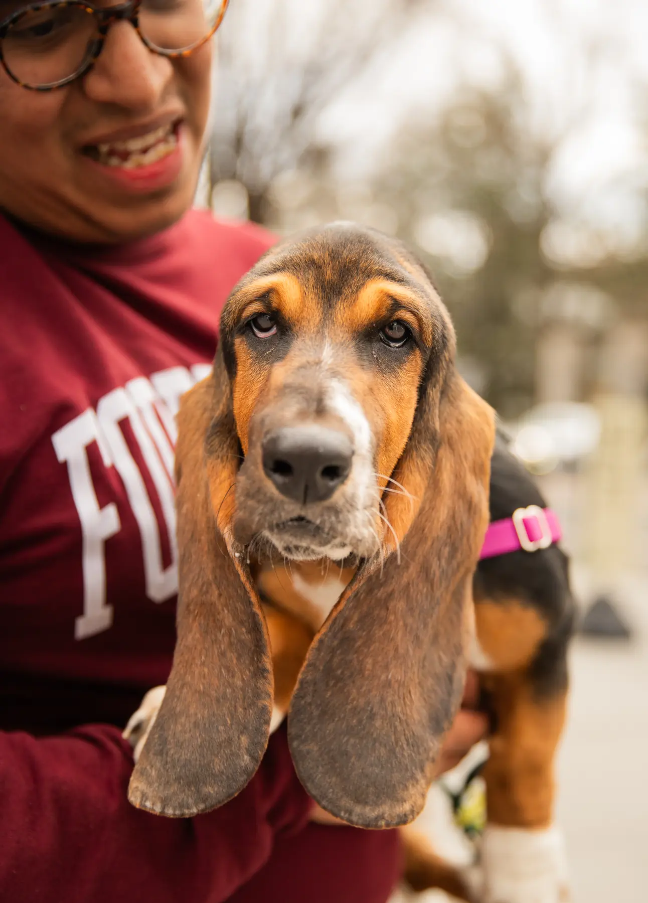 A basset hound puppy held up in someone's arms, ears hanging.