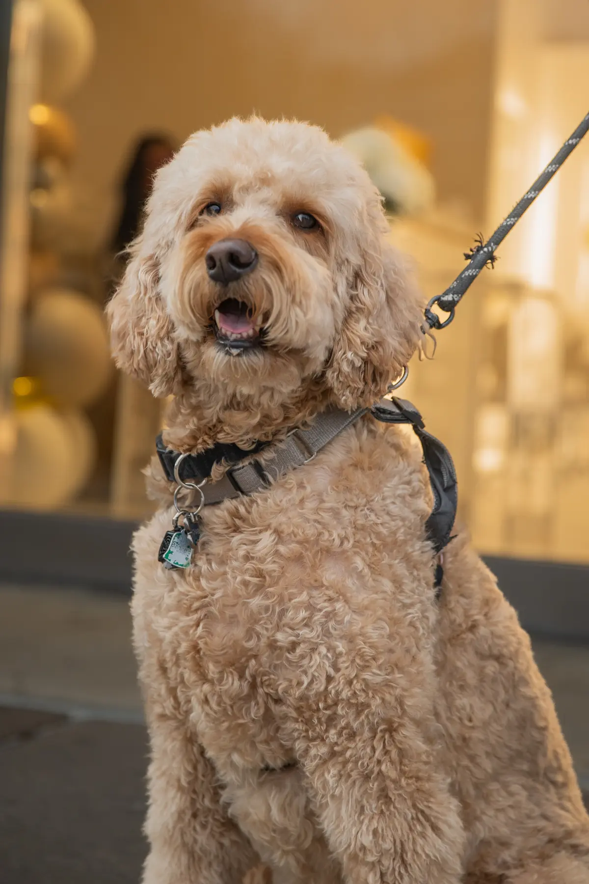 A curly-haired doodle on a lead, looking up.