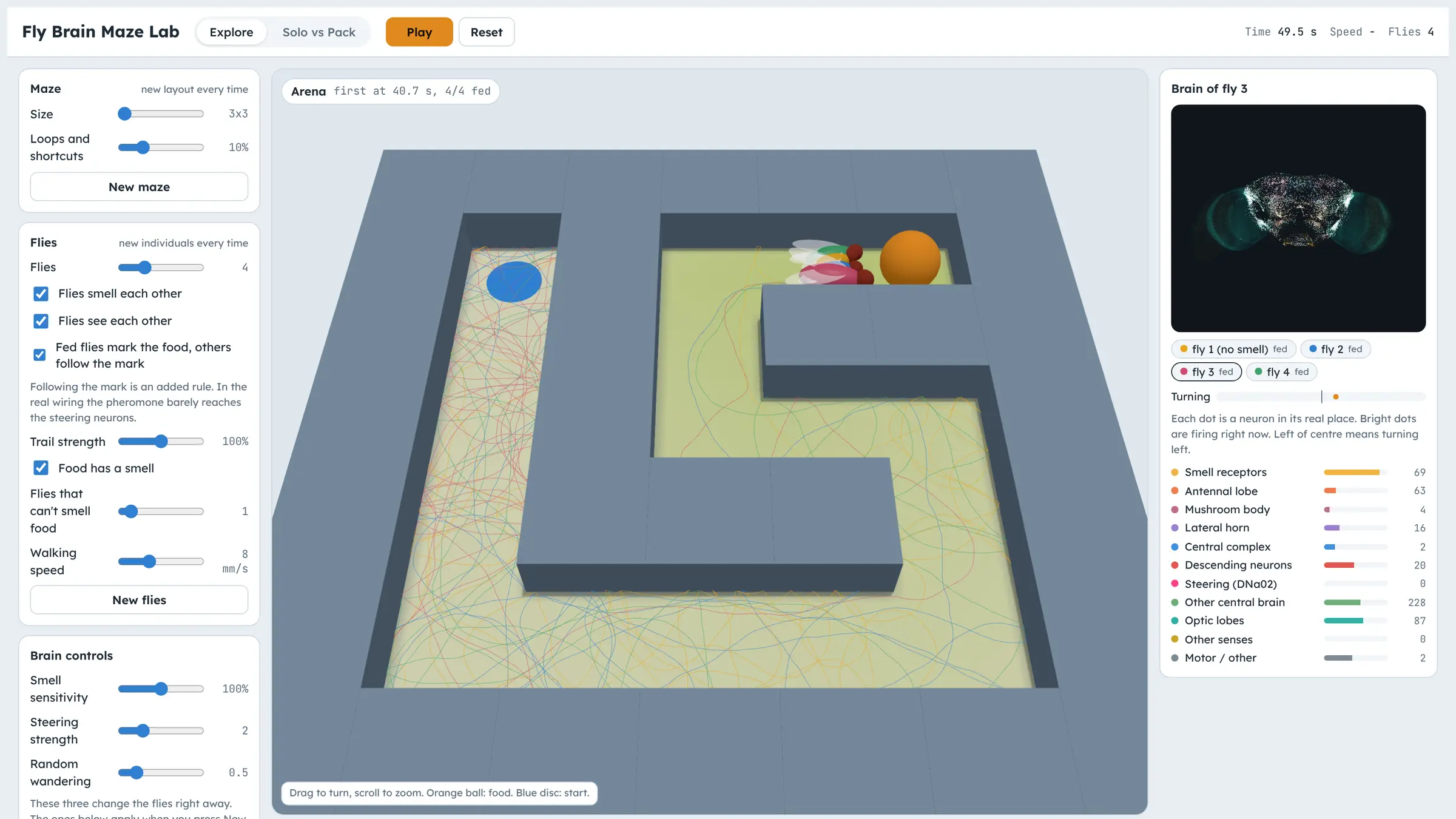 The Fly Brain Maze Lab simulator: a 3D maze seen from above with four flies gathered at an orange food ball, coloured walking trails covering the floor, setup sliders on the left and the selected fly's brain with firing rates per region on the right.