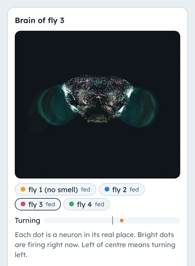 The brain panel: the selected fly's brain as a point cloud of neurons in their real positions on a dark background, chips for the four flies, and a turning meter.