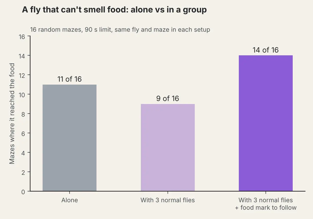 Bar chart: the fly that can't smell food reached it in 11 of 16 mazes alone, 9 of 16 with three normal flies, and 14 of 16 with three normal flies plus a food mark to follow.